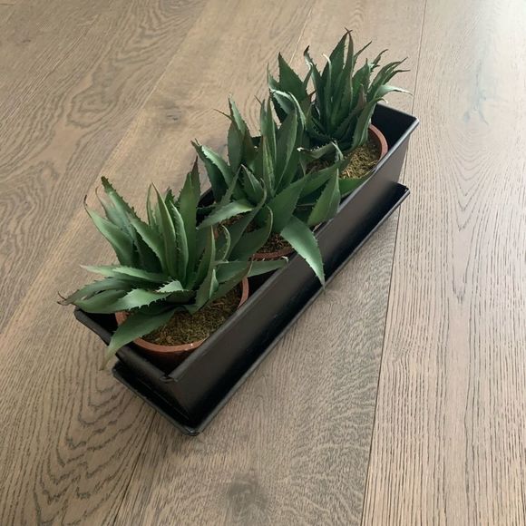 Succulent decor - Picture 3 of 3